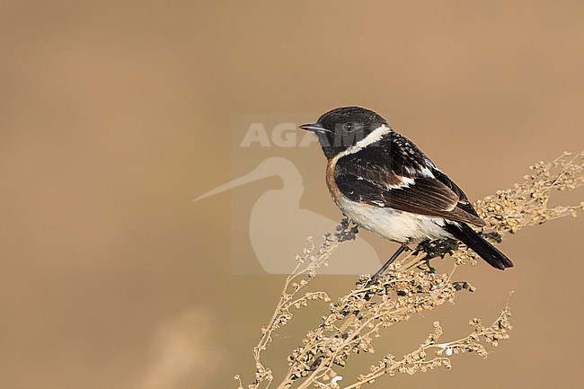 Siberian Stonechat - Pallasschwarzkehlchen - Saxicola maurus, Russia (Ural), adult male stock-image by Agami/Ralph Martin,