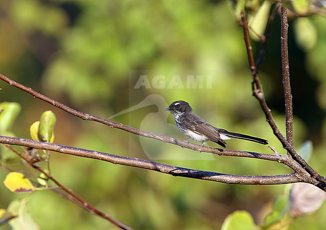 Roti Fantail (Rhipidura rufiventris tenkatei) on Roti island, Lesser Sundas, Indonesia. Subspecies of Northern Fantail. stock-image by Agami/James Eaton,