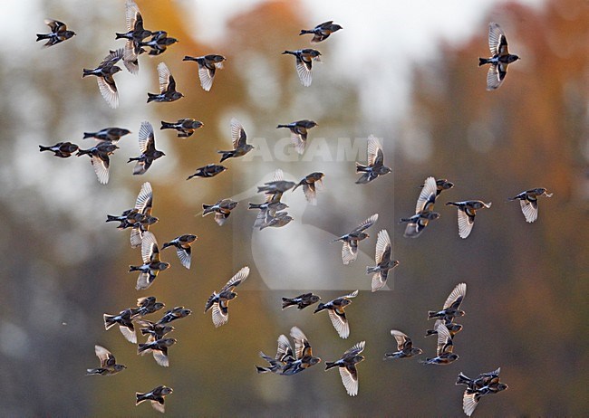 Grote groep Kepen in de vlucht; Large flock of Bramblings in flight stock-image by Agami/Markus Varesvuo,