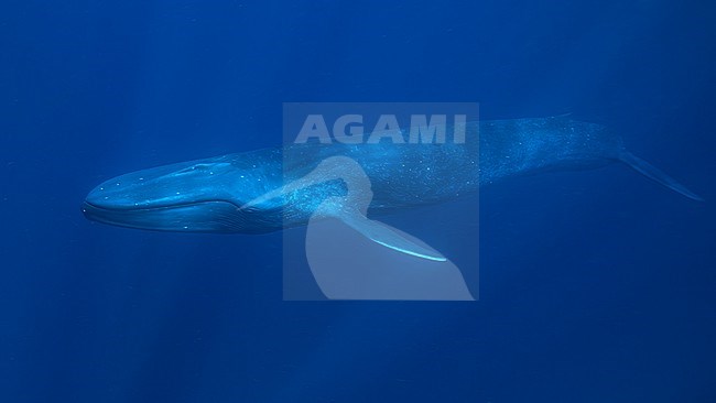 Blue Whale (Balaenoptera musculus ssp brevicauda) passing close by. stock-image by Agami/Lennart Verheuvel,