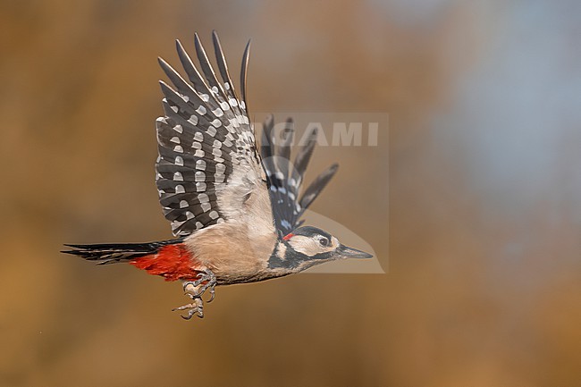 Great Spotted Woodpecker, Dendrocopos major, in Italy. stock-image by Agami/Daniele Occhiato,