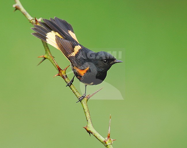 Adult male
Galveston Co., TX
May 2005 stock-image by Agami/Brian E Small,