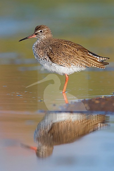 Redshank (Tringa totanus), adult standing in a pond stock-image by Agami/Saverio Gatto,