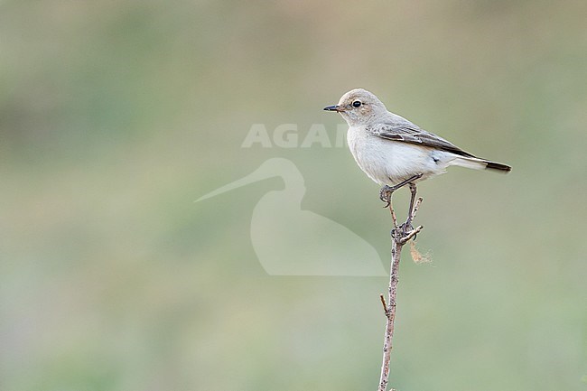 Adult female Finsch's Wheatear in Tajikistan, perched on a small bush. stock-image by Agami/Ralph Martin,