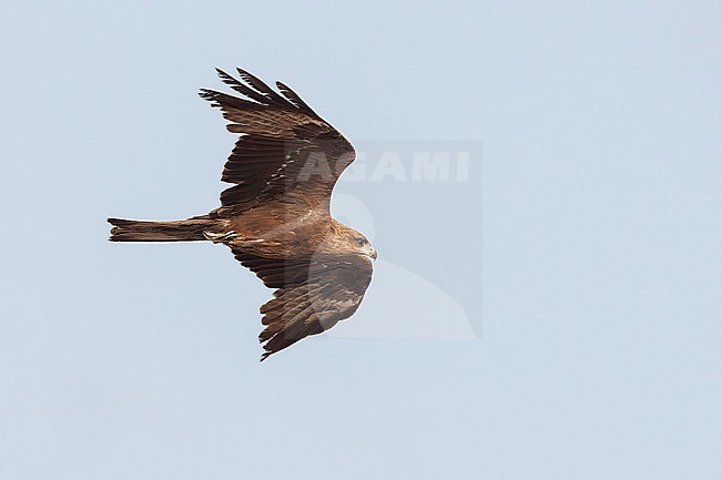 Yellow-billed Kite (Milvus aegyptius aegyptius) in Mogadishu in Somalia. stock-image by Agami/David Monticelli,