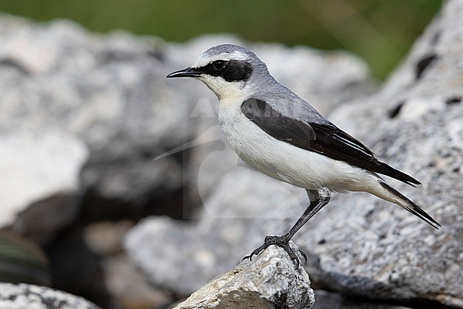 Northern Wheatear (Oenanthe oenanthe), side view of an adult male standing on a rock, Abruzzo, Italy stock-image by Agami/Saverio Gatto,