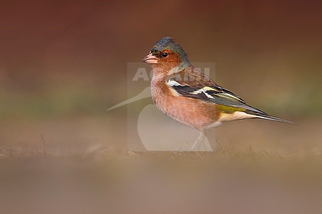 Common Chaffinch (Fringilla coelebs) male perched stock-image by Agami/Daniele Occhiato,