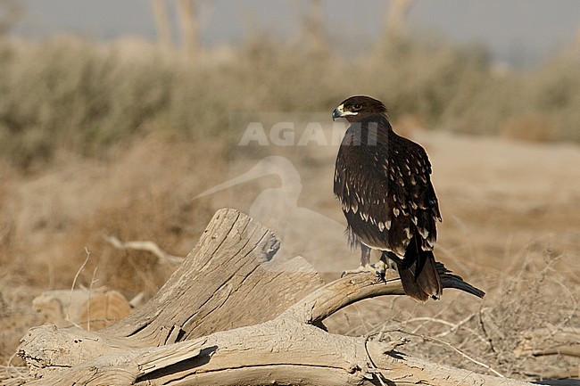 Immature Greater Spotted Eagle (Clanga clanga) wintering in Kuwait stock-image by Agami/Josh Jones,