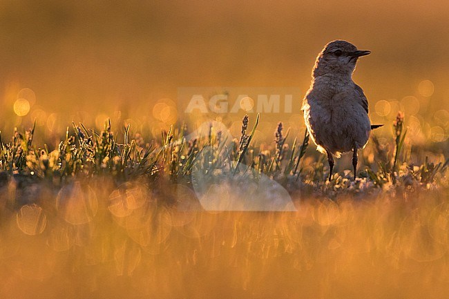 Isabelline Wheatear, Oenanthe isabellina, Russia (Baikal), adult. stock-image by Agami/Ralph Martin,