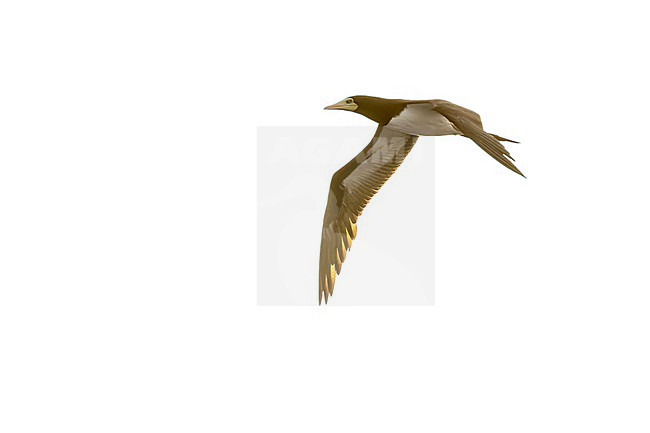 Indo-Pacific Brown Booby (Sula leucogaster plotus at sea in the Pacific Ocean, around the Solomon Islands. stock-image by Agami/Marc Guyt,