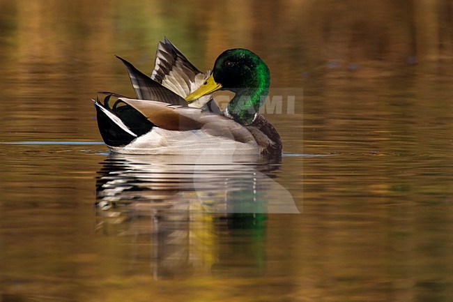 Wilde Eend, Mallard stock-image by Agami/Daniele Occhiato,