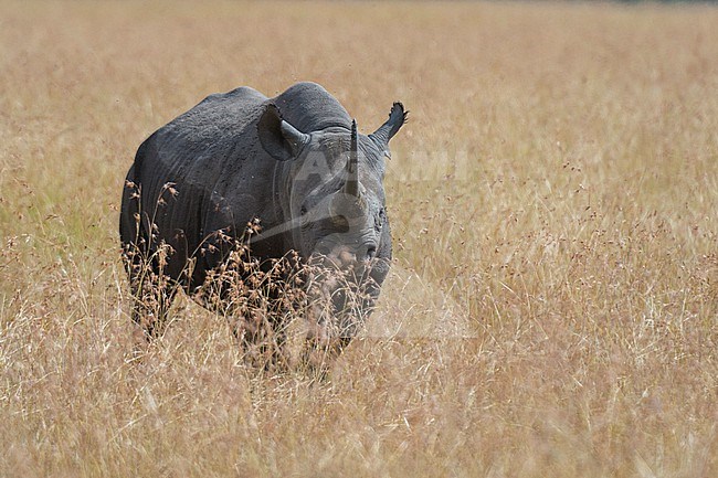 A Black rhinoceros, Diceros bicornis, in dry tall grass. Masai Mara National Reserve, Kenya, Africa. stock-image by Agami/Sergio Pitamitz,