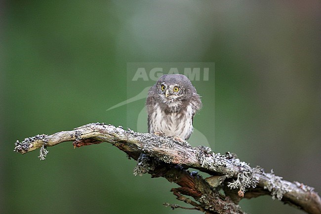 Dwerguil; Eurasian Pygmy Owl; Glaucidium passerinum stock-image by Agami/Dick Forsman,