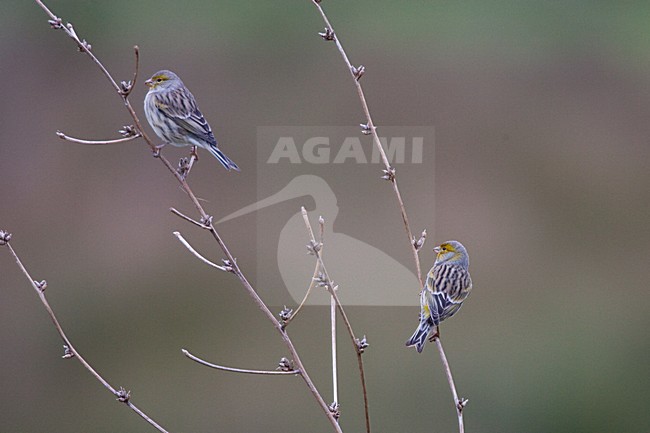 Atlantic Canary, Kanarie stock-image by Agami/Menno van Duijn,