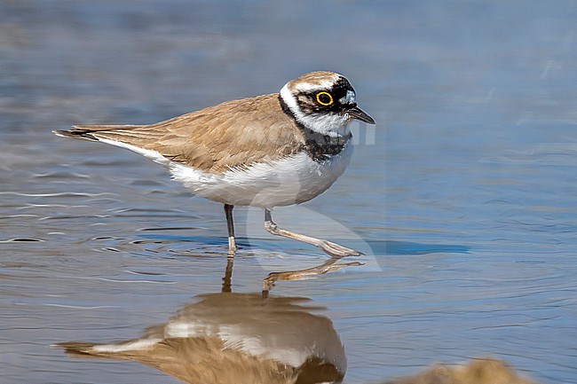Adult Northern Little Ringed Plover (Charadrius dubius curonicus) sitting in parking of Brussels harbour in Neder-Over-Heembeek, Brussels, Brabant, Belgium. stock-image by Agami/Vincent Legrand,