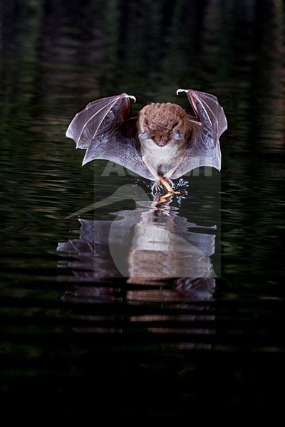Watervleermuis jagend boven water; Daubentons bat hunting near water stock-image by Agami/Theo Douma,