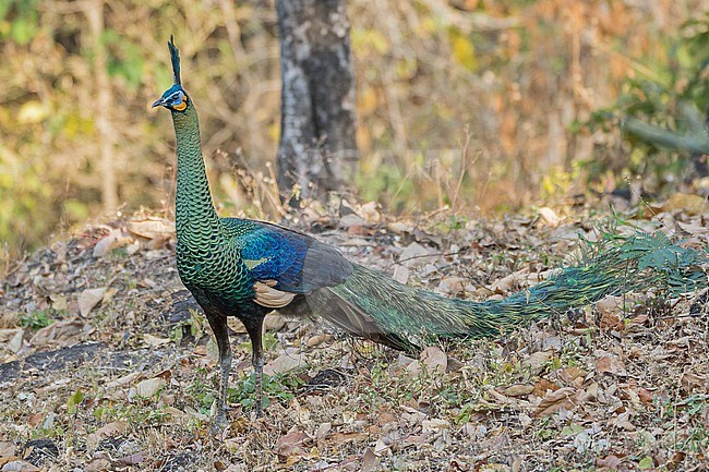 Beautiful male Green Peafowl, Pavo muticus, in Thailand. stock-image by Agami/Pete Morris,