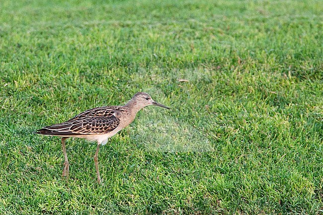 Juvenile Ruff (Calidris pugnax) moulting to first winter plumage during late autumn. stock-image by Agami/Edwin Winkel,