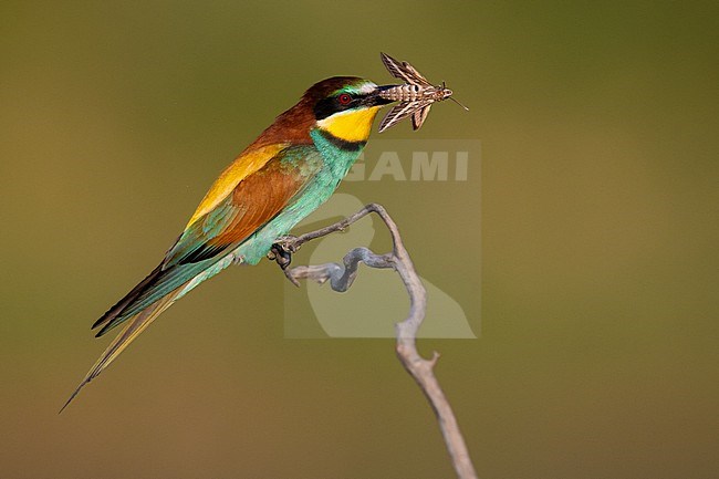 European Bee-eater, Merops apiaster, in Italy. With Hawk-moth as prey in its beak. stock-image by Agami/Daniele Occhiato,