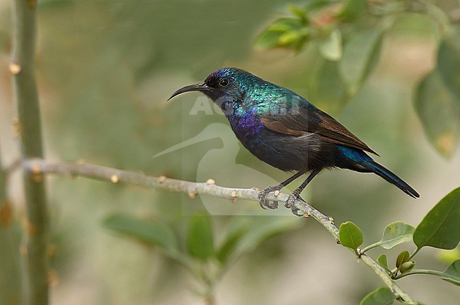 The Palestine Sunbird (Cinnyris osea) is a beautiful colored bird. stock-image by Agami/Eduard Sangster,