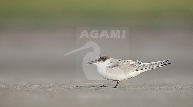 Juvenile Roseate Tern (Sterna dougallii) standing on a beach in Plymouth, Massachusetts in the United States. stock-image by Agami/Ian Davies,