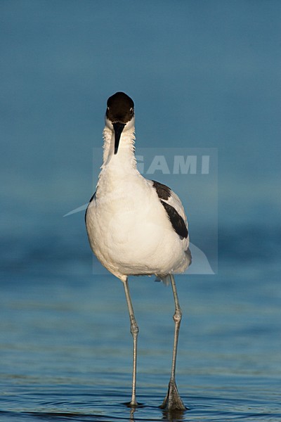 Kluut, Pied Avocet, Recurvirostra avosetta stock-image by Agami/Menno van Duijn,