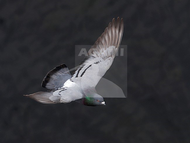Stadsduif, Feral Pigeon, Columba livia stock-image by Agami/Mike Danzenbaker,