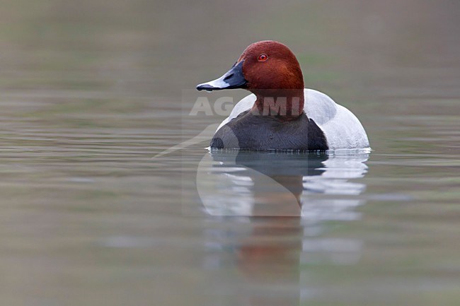 Mannetje Tafeleend; Male Common Pochard stock-image by Agami/Daniele Occhiato,