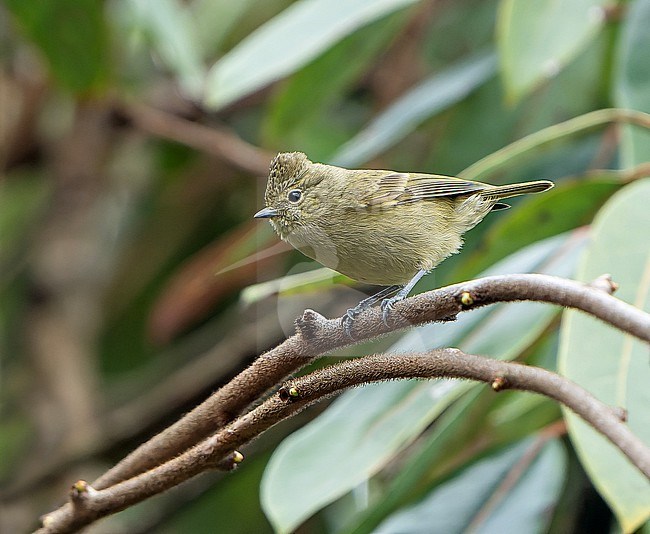 Yellow-browed Tit (Sylviparus modestus) in Nepal. stock-image by Agami/Dani Lopez-Velasco,
