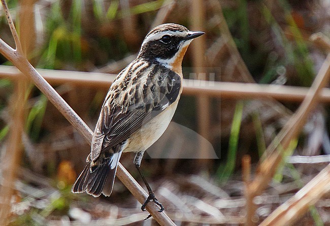 Male Whinchat (Saxicola rubetra), Warren House Inn, Dartmoor, Devon, England. Seen on the back, showing part of the tail stock-image by Agami/Steve Gantlett,
