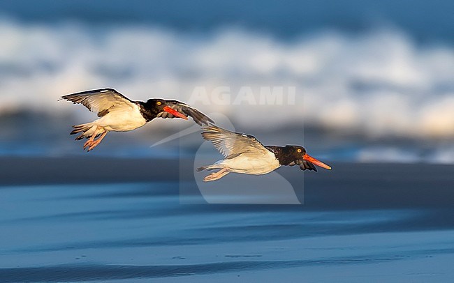 Adult American Oystercatcher (Haematopus palliatus) flying over the beach at dusk in North Wildwood, near Cape May, New Jersey, United States of America. stock-image by Agami/Vincent Legrand,
