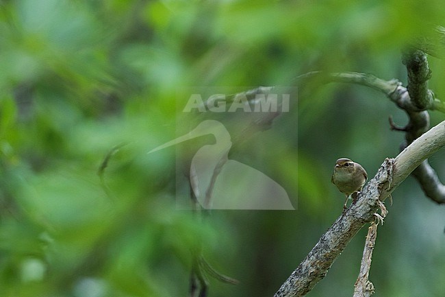 Radde's Warbler,  Phylloscopus schwarzi, Russia, adult stock-image by Agami/Ralph Martin,
