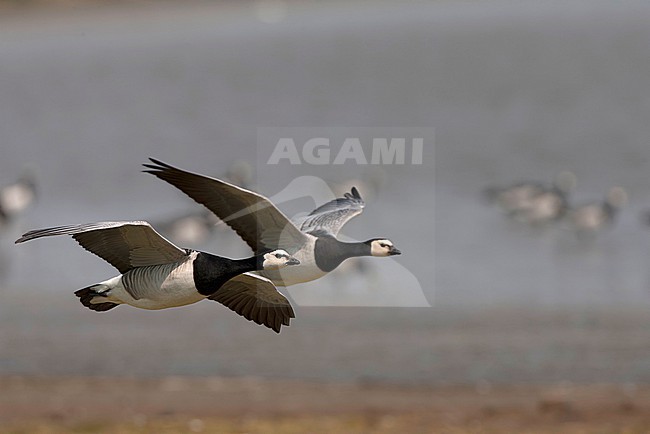 Wintering Barnacle Goose (Branta leucopsis) in the Netherlands. stock-image by Agami/Marc Guyt,