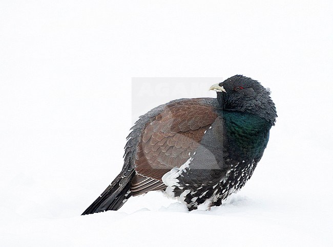 Male Western Capercaillie (Tetrao urogallus) during a cold winter in Northern Finland. Standing in a field covered with fresh snow, looking over his shoulder. stock-image by Agami/Marc Guyt,