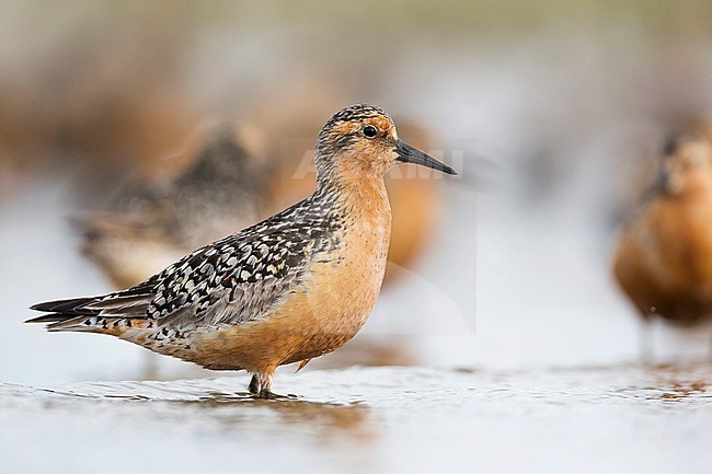 Adult Red Knot (Calidris canutus) in breeding plumage in the German Wadden Sea. Standing in shallow water at a high tide wader roost. stock-image by Agami/Ralph Martin,