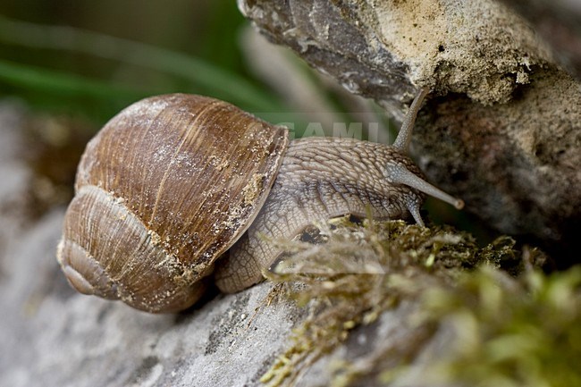 Wijngaardslak; Burgundy snail stock-image by Agami/Arnold Meijer,