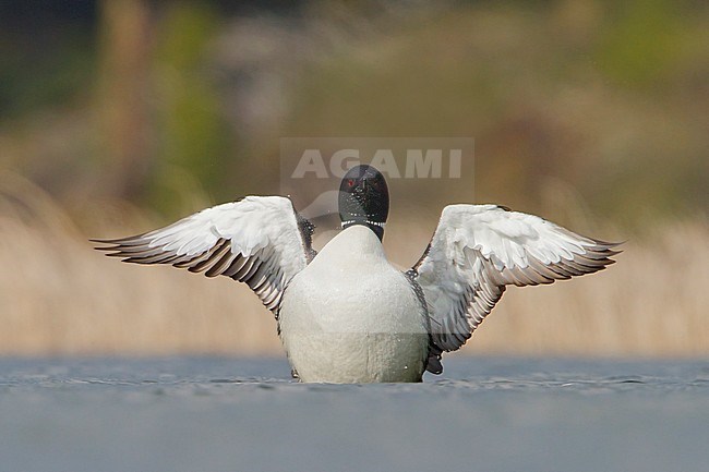 Common Loon (Gavia immer) swimming on a pond in the Okanagan Valley, BC, Canada. stock-image by Agami/Glenn Bartley,