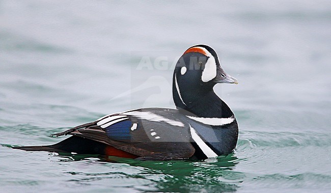 Adult male Harlequin Duck (Histrionicus histrionicus) swimming in harbour in Hokkaido in Japan. Side view of drake in winter plumage. stock-image by Agami/Ian Davies,