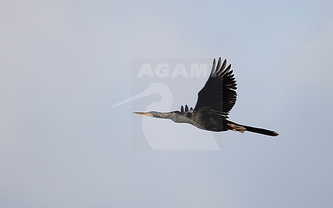 Anhinga (Anhinga anhinga),  in flight in Florida, USA stock-image by Agami/Helge Sorensen,