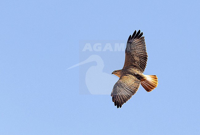 Atlas Long-legged Buzzard (Buteo rufinus cirtensis) in flight in Morocco. stock-image by Agami/Mathias Putze,