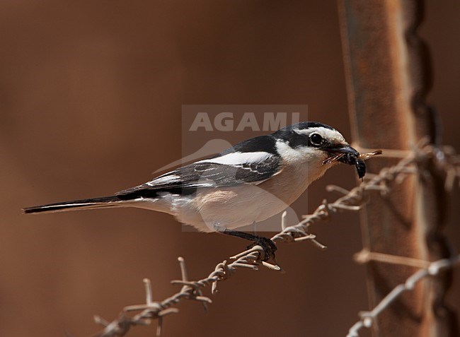 Mannetje Maskerklauwier; Male Masked Shrike stock-image by Agami/Markus Varesvuo,