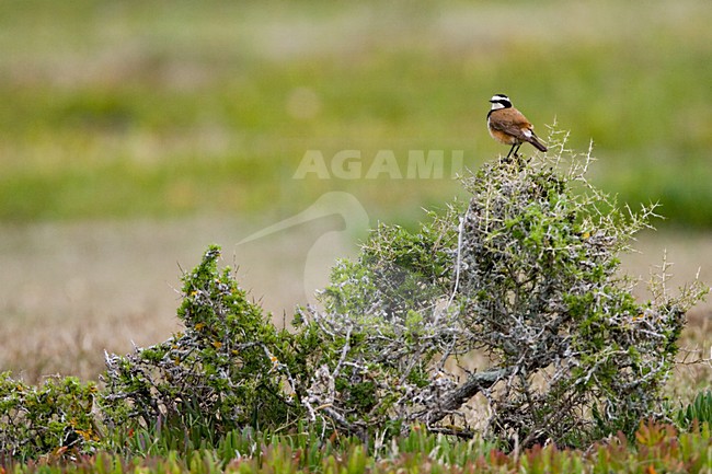 Aardtapuit in top van struikje; Capped Wheatear in top of bush stock-image by Agami/Marc Guyt,