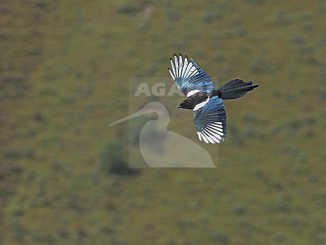 Black-rumped magpie (Pica bottanensis) on Tibetan plateau, Qinghai, China. stock-image by Agami/James Eaton,