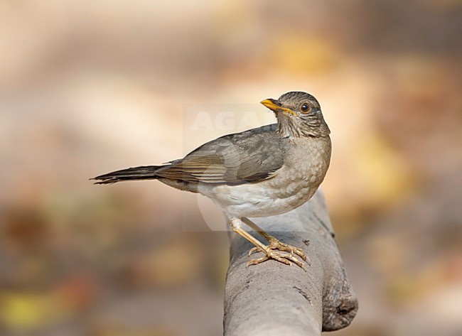 Pelioslijster, African Thrush, Turdus pelios stock-image by Agami/Marc Guyt,