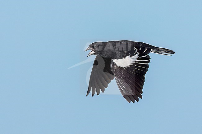 Adult male breeding
Weld Co., CO
June 2023 stock-image by Agami/Brian E Small,
