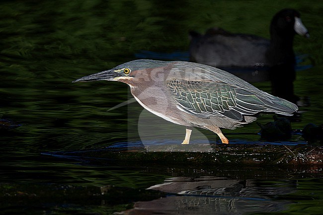 Adult Green Heron, Butorides virescens, in Western Mexico. stock-image by Agami/Pete Morris,