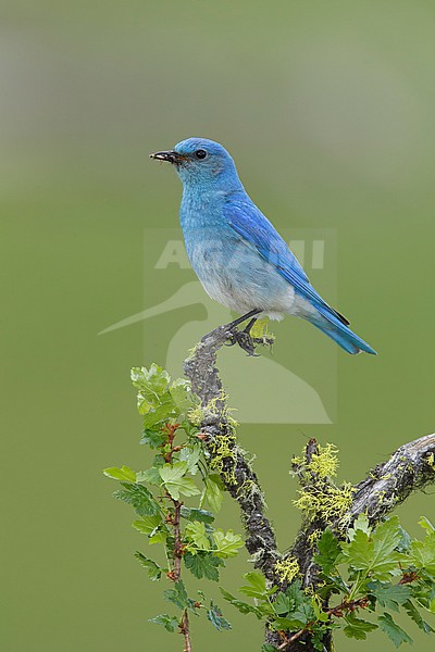 Adult male Mountain Bluebird (Sialia currucoides) at Kamloops, Canada in June 2015. stock-image by Agami/Brian E Small,