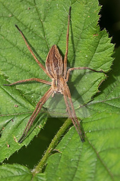 Kraamwebspin op een blad; Nursery Web Spider on a leaf stock-image by Agami/Rob Olivier,