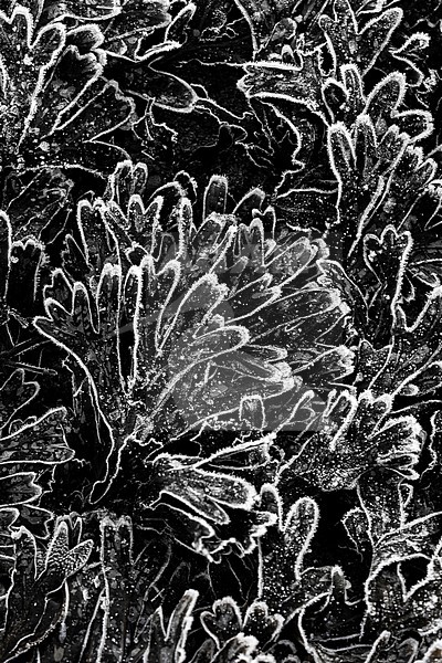 Spiral Wrack, Fucus spiralis stock-image by Agami/Wil Leurs,