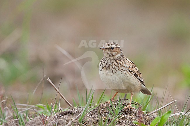 Woodlark (Lullula arborea ssp. arborea); Germany, adult stock-image by Agami/Ralph Martin,